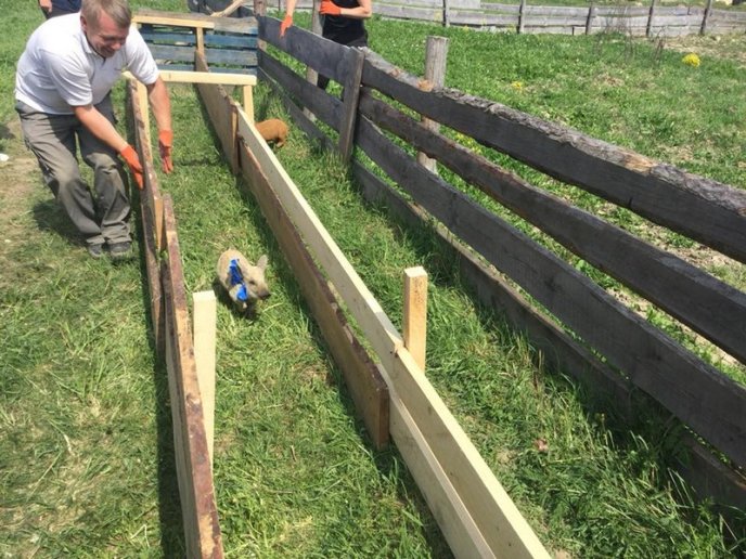 В області пройшли свинячі перегони – 06 В області пройшли свинячі перегони – 06