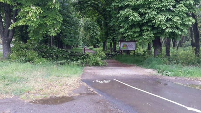 У Боздоському парку Ужгорода на тротуар впало дерево – 02