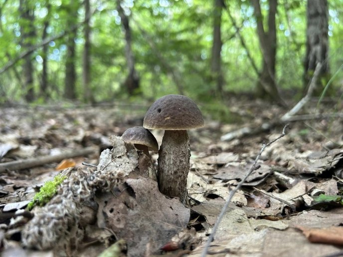 Грибний сезон у розпалі: в яких районах Закарпаття вже збирають гриби – 07