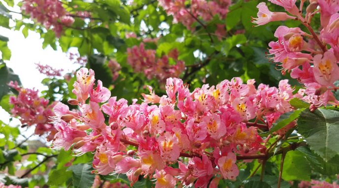 В Ужгороді розквітли одні з найдорожчих каштанів – 01