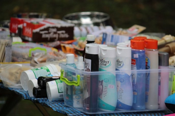 В Ужгород привезли понад 150 собак із різних областей України – 12