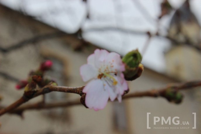 У Мукачеві вже розквітла перша сакура – 07