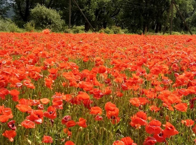 На Ужгородщині косять мальовниче макове поле – 06