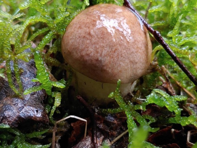 Грибний сезон на Закарпатті: в яких районах вже збирають гриби – 08 Грибний сезон на Закарпатті: в яких районах вже збирають гриби – 08