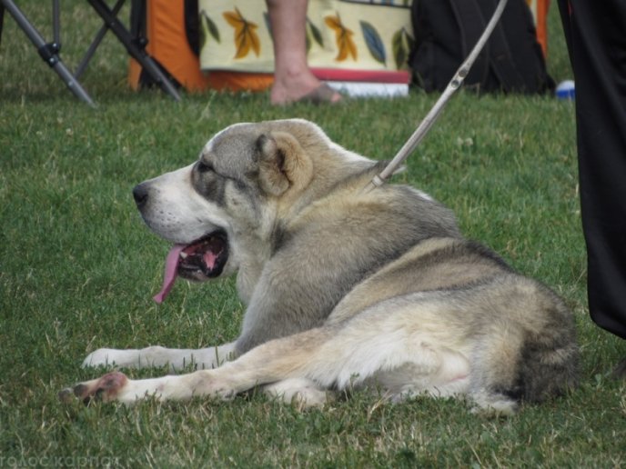 В селищі Чинадієво стартувала Всеукраїнська виставка собак усіх порід "Munkachi – 2016" – 11