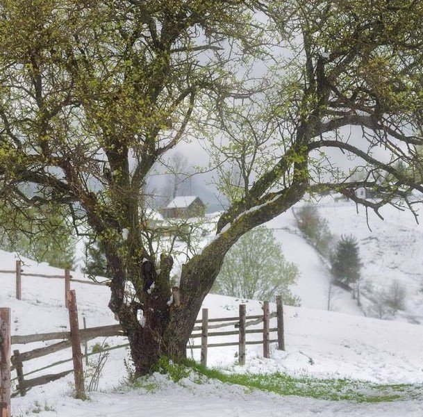Посеред травня на Закарпатті випав сніг – 03