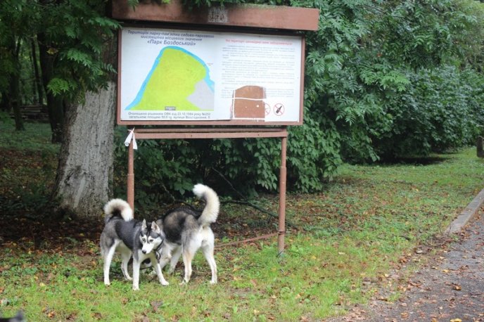 В Ужгород привезли понад 150 собак із різних областей України – 23