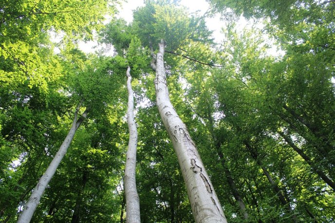 Мукачівські орієнтувальники влаштували гірський похід на Середній Верх – 22