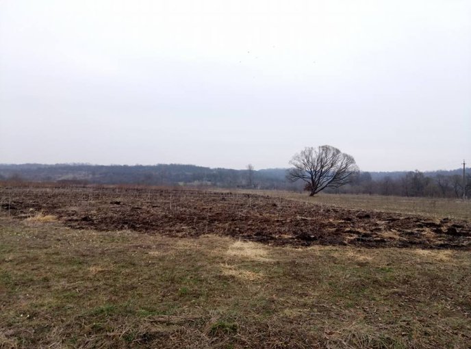 На Закарпатті згоріла Долина нарцисів – 10