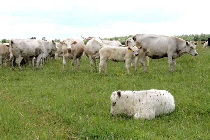 На Закарпаття завезли французьких корів – 14