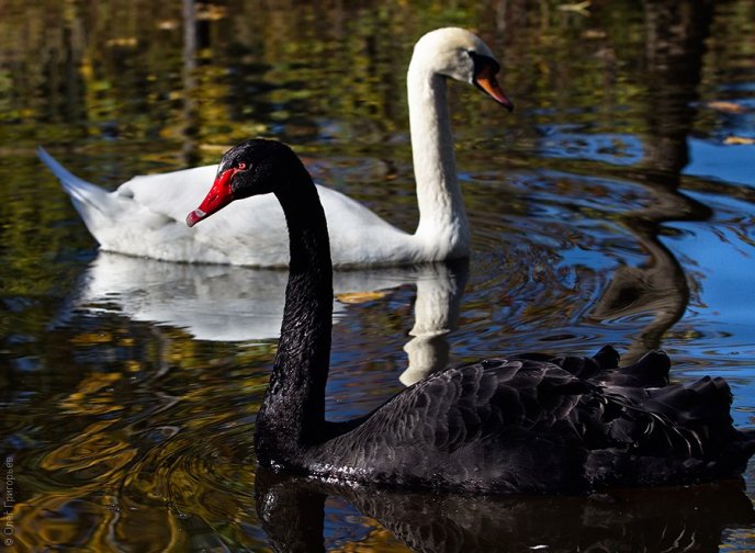 На фермі біля Мукачева живуть чорні лебеді неймовірної краси (ФОТО) – 03