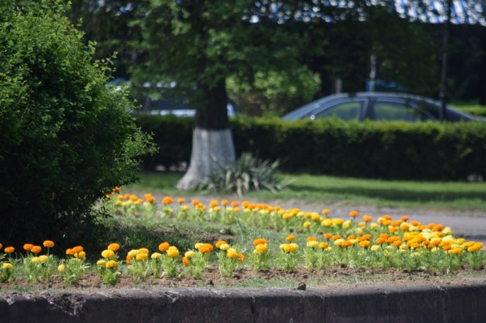В Ужгороді висадили 2 тисячі чорнобривців – 02