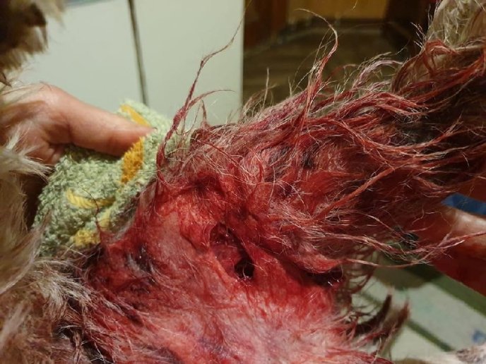 В Ужгороді два пси покусали жінку та її собаку – 02