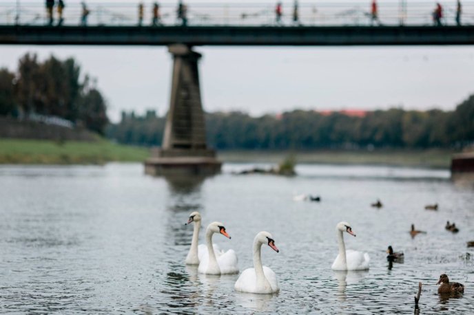 Королівські лебеді прилетіли до Ужгорода з Будапешта – 01