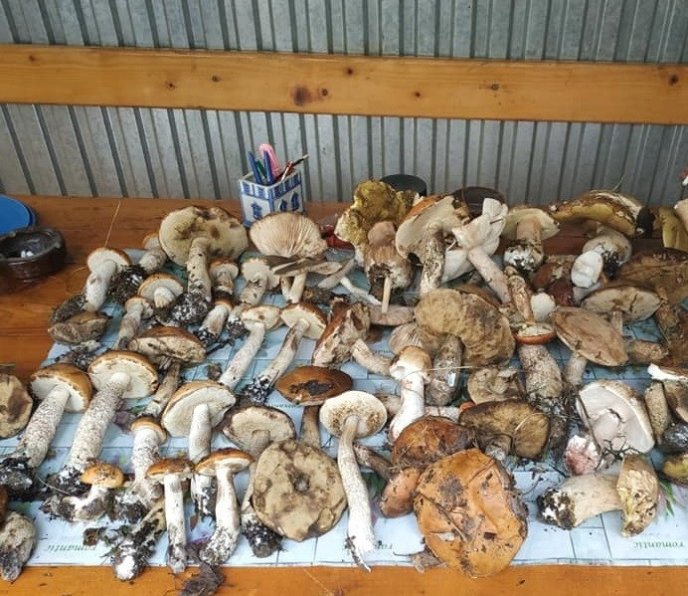 Грибний сезон: закарпатці діляться фотографіями із "тихого полювання" – 08