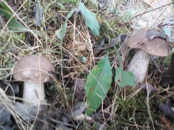 Закарпатці потрохи відкривають грибний сезон: опубліковано фото – 02