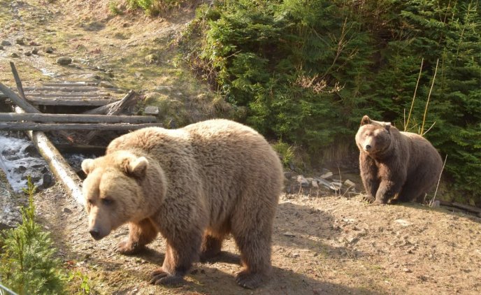 На Закарпатті ведмеді прокинулися після зими – 02