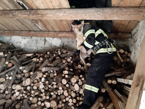 Пожежники врятували собаку, яка три дні просиділа на горищі – 04