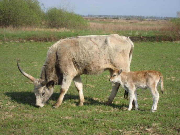 Уха з капустою, гуляш з вином (ФОТОРЕПОРТАЖ) – 09