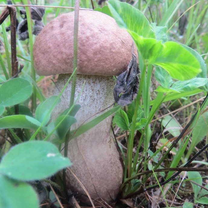 На Закарпатті почався осінній сезон грибів – 04