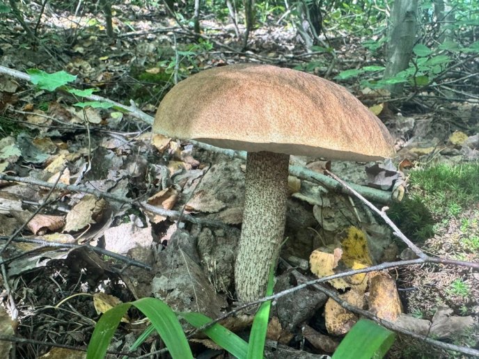 У лісах Закарпаття почали з’являтись осінні гриби – 08