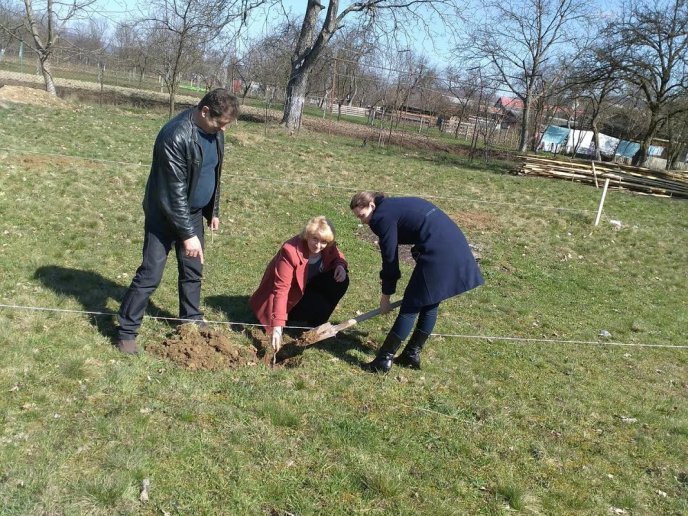 У Калинах та Кривому на Тячівщині саджали горіхи – 03