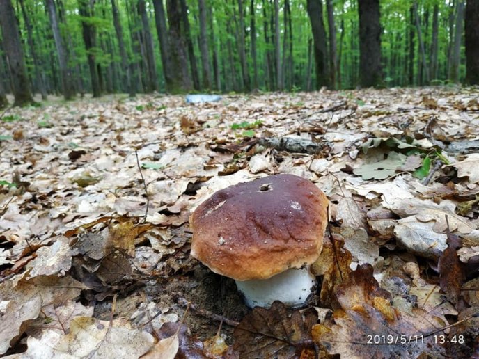 Грибний сезон: закарпатці в соцмережах діляться фотографіями із тихого полювання – 03