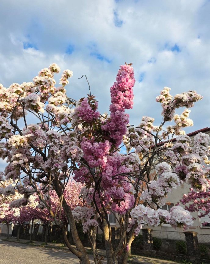 Унікальна сакура зацвіла в Мукачеві / фото: Мукачівська міська рада