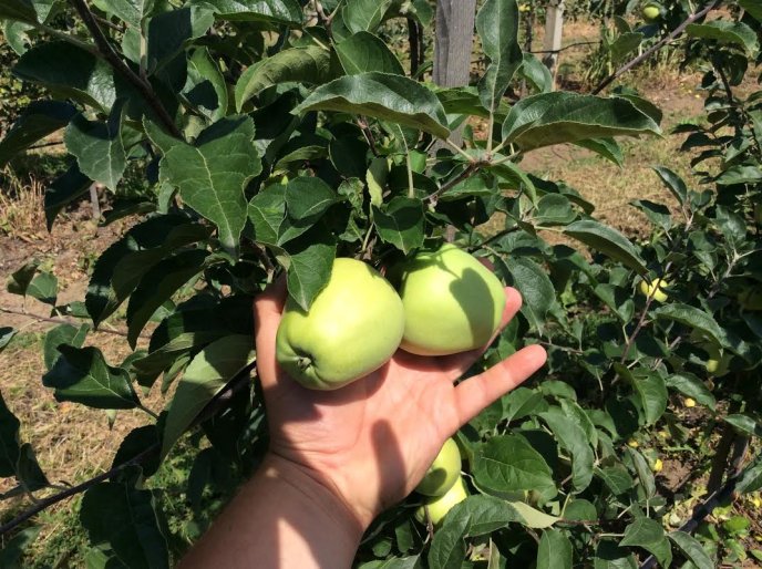 На яблучний ринок країни вривається новий гравець із Закарпаття – 06