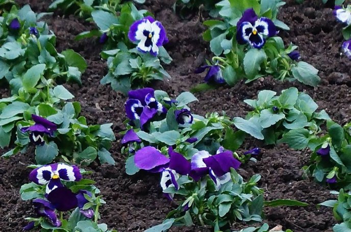 У центрі Мукачева комунальники висадили морозостійкі квіти – 03