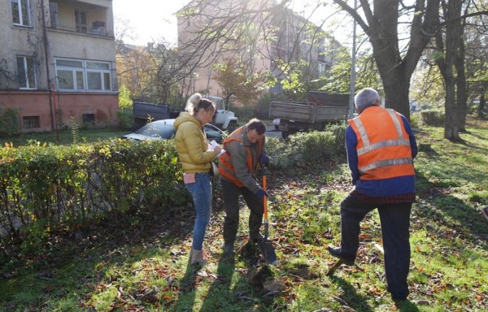 Цього місяця в Ужгороді висадять 250 дерев – 06