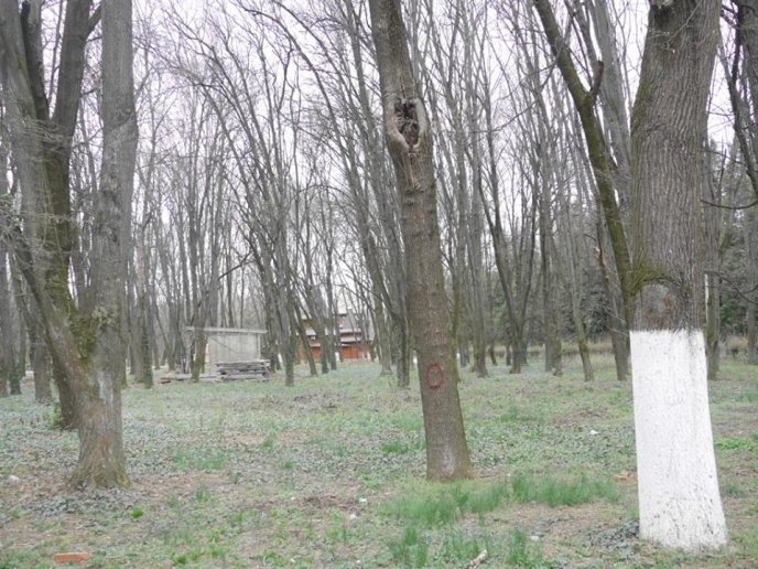 У Боздоському парку Ужгорода провели обстеження дерев – 08