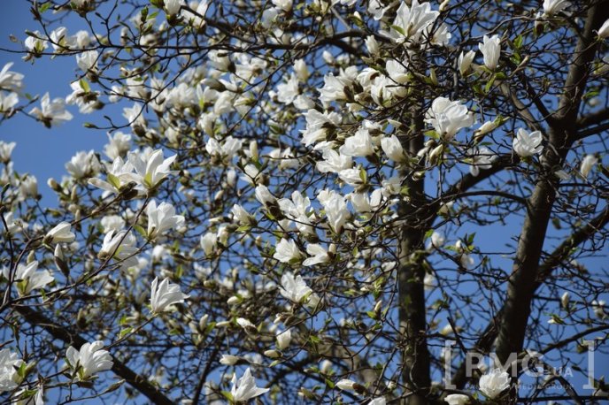 Мукачівці та гості міста вже милуються цвітінням сакур та магнолій – 02