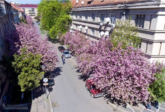 Ужгородські сакури сфотографували з висоти пташиного польоту – 05