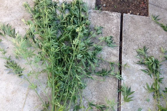 Берегівські поліцейські ліквідували плантацію коноплі, яку вирощував місцевий мешканець – 05