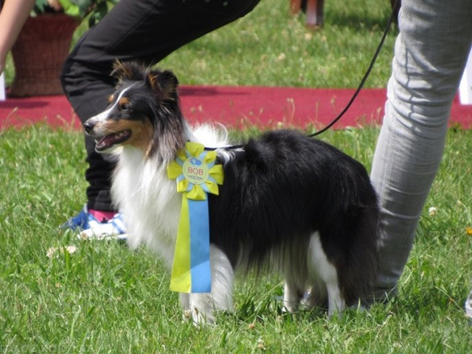 В селищі Чинадієво стартувала Всеукраїнська виставка собак усіх порід "Munkachi – 2016" – 15