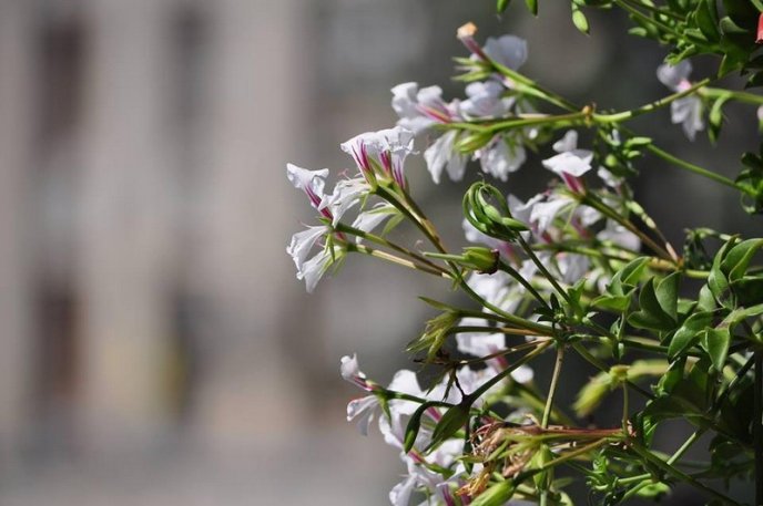 Ужгород буяє квітковим різнобарв’ям – 30