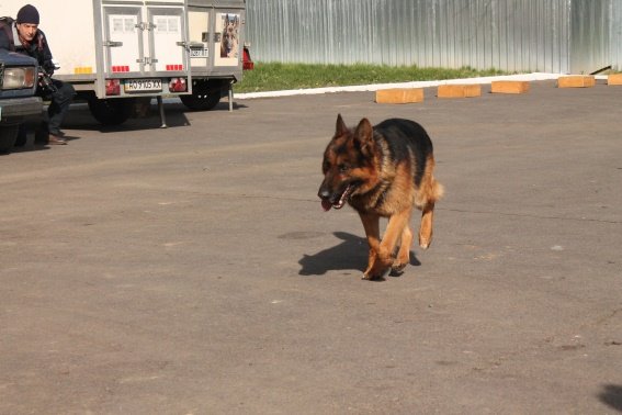 Вихованці Перечинської школи-інтернат відвідали кінологічний центр – 10