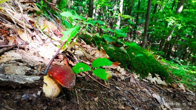 Грибний сезон: закарпатці діляться фотографіями із "тихого полювання" – 12