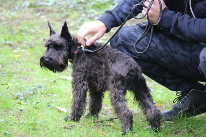 В Ужгород привезли понад 150 собак із різних областей України – 13
