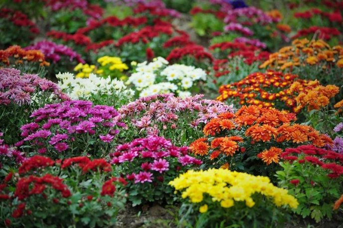 На площах Ужгорода висадили 1500 кущів хризантем – 15