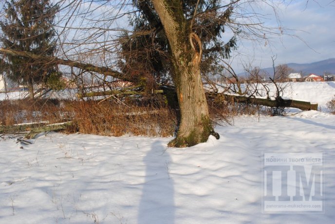 У Комсомольському парку Мукачева вирубують дерева (ФОТО) – 01