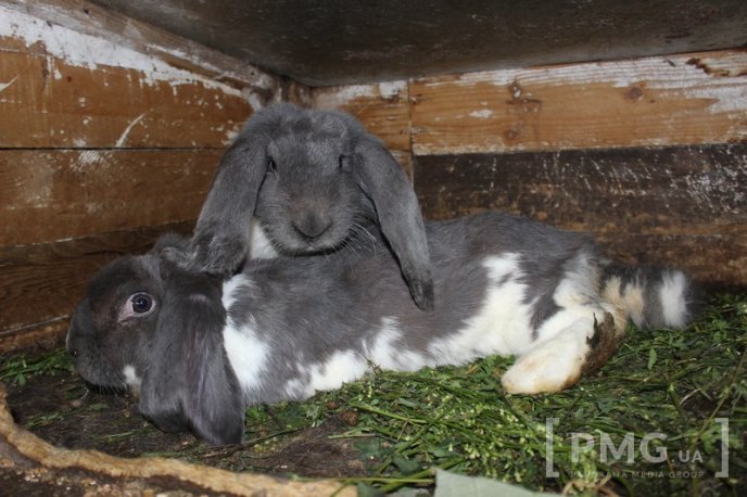 Закарпатець розводить кролів і непогано на цьому заробляє – 08