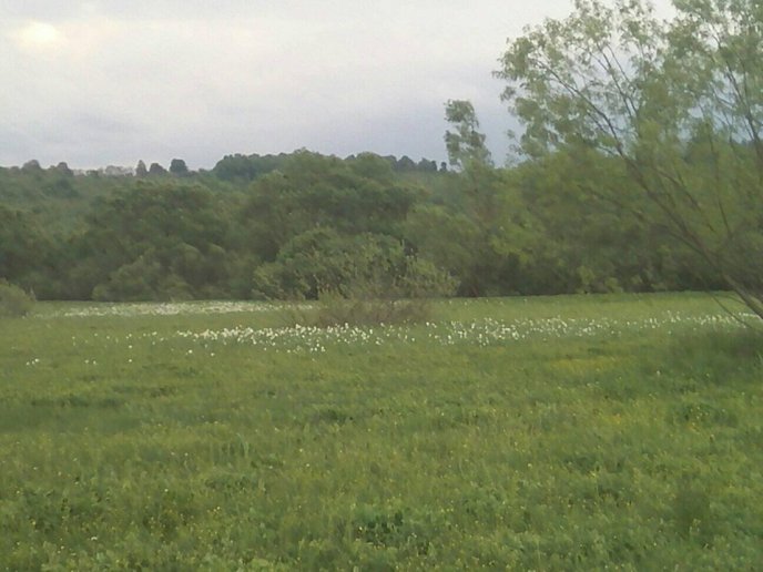 На Хустщині почала цвісти Долина нарцисів – 03