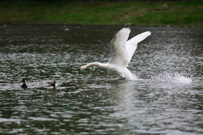 Королівські лебеді прилетіли до Ужгорода з Будапешта – 04