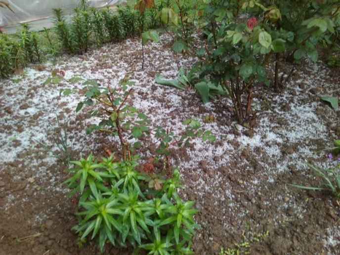 На Іршавщині сьогодні випав град – 06