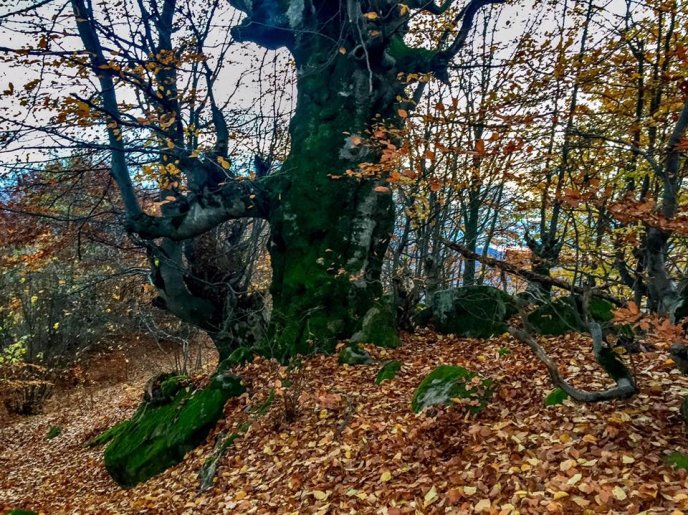 Містика? На місці із дивними деревами та камінням виявили вбиту і підвішену на ланцюг сову – 03