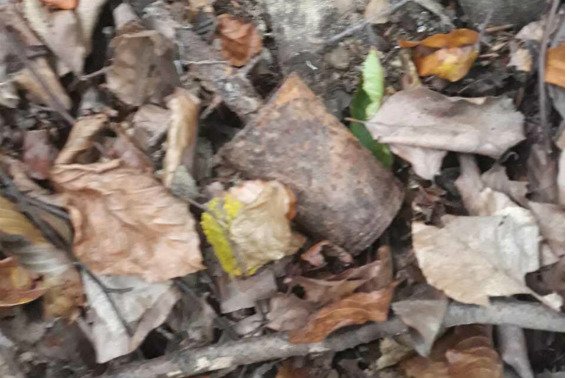 Жителі трьох районів Закарпаття здали в поліцію зброю – 02