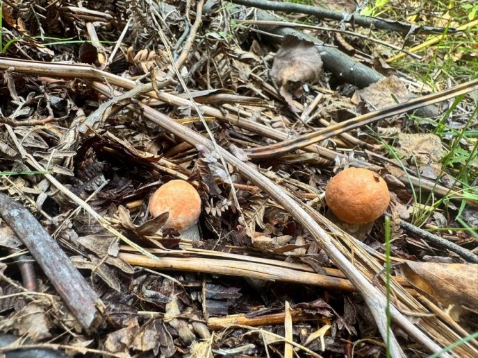 У лісах Закарпаття почали з’являтись осінні гриби – 07