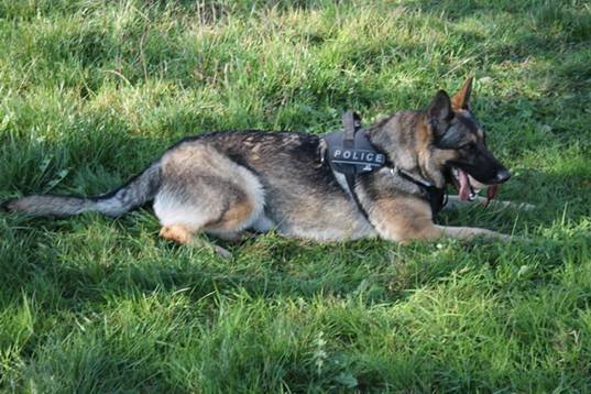 Німецька вівчарка Злата виявила у багажнику автомобіля гранатомет – 03